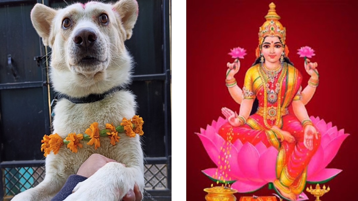 तिहारको आज तेस्रो दिन : बिहान कुकुर पूजा गरेपछि साँझ लक्ष्मी पूजा गरिँदै